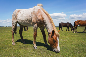 group of wild horses grazing in open land. New Forest national park wildlife in Hampshire England. 