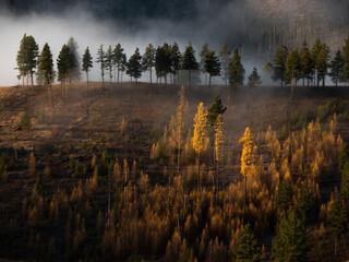Fog filters through the Fir trees and Larch trees glow gold