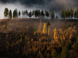 Fotobehang Mistig bos Mistfilters door de dennenbomen en lariksbomen gloeien goud