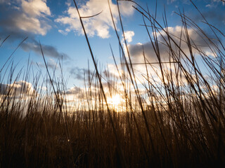 The sun rises through a field of grass on a fall day.