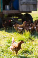 Chickens outside in summer on New England free range farm