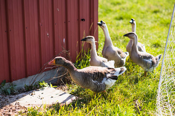 Geese outside in summer on New England farm