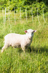 Domestic Sheep outside in summer on New England free range farm