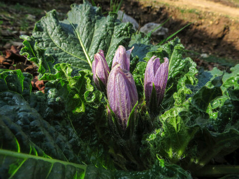 Mandragora or mandrake a purple wildflower that grows in the Winter in Israel
