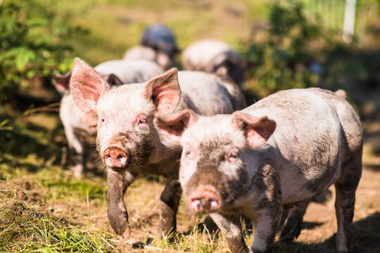 Pigs outside in summer on New England free range farm