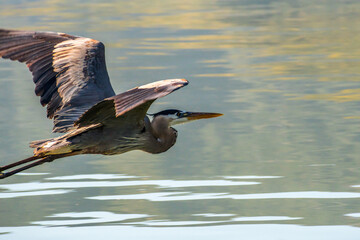 A big Great Blue Heron in Lake Elsinore, California
