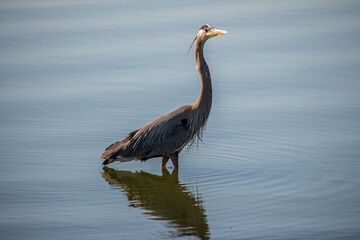 A big Great Blue Heron in Lake Elsinore, California