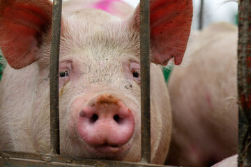 Pig on the farm behind bars
