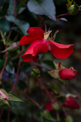 Red roses in the autumn garden