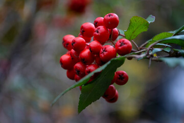 Closeup photo of red ripe Rowan in autumn
