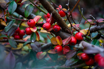 Many red ripe berries in autumn garden