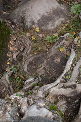Tree roots in autumn forest