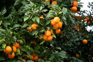 ripe oranges on orange trees
