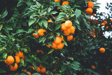 ripe oranges on orange trees - Powered by Adobe