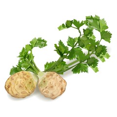 Bunch of celery roots celery with leaves for banners, flyers, posters, social media. Fresh organic and healthy, diet and vegetarian vegetables. Vector illustration isolated on white background