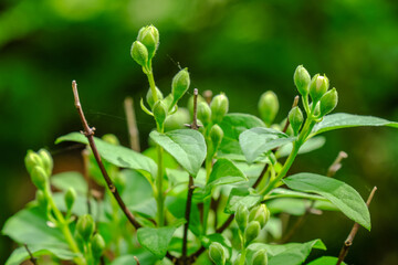 Jasmine flower buds and young green leaves in spring day