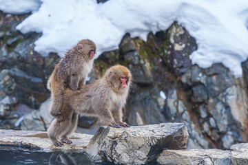 Red-cheeked monkey. Japanese Snow Monkeys. Macaques bath in hot springs in Nagano, Japan.
