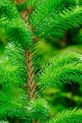 Close up view of a fir tree trunk with a young green needle. Young evergreen coniferous tree.