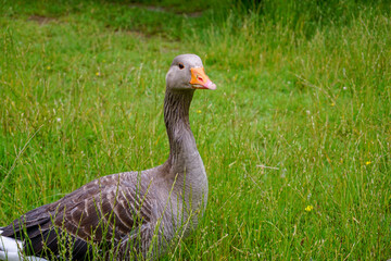 greylag goose in the long grass in meadow. Single grey goose with orange beak standing in wet grass.