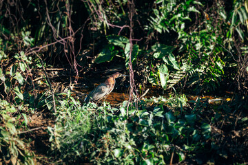 Rufescent Tiger-Heron, Tigrisoma lineatum.