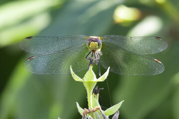 Close-up of a beautiful dragonfly on the grass top in the nature.