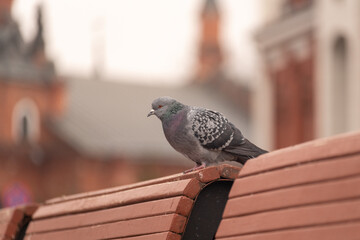 Gray dove sits on a bench. Lonely gray pigeon sits on the back of a street bench.