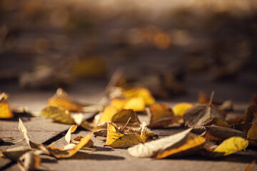 Bright yellow linden leaves lie on the ground. Fallen bright yellow linden leaves lie on a path in a park lit by the morning sun.