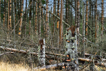 Bannwald am Oderteich im Harz