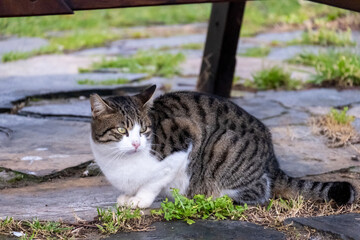 little black and white cat is sitting in the park, selective focus