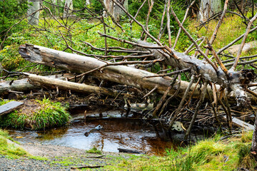 Bannwald am Oderteich im Harz