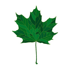 Fototapeta premium Green silhouette maple tree leaf isolated on white background. Design element for decorating.