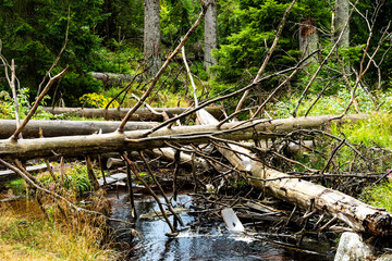 Bannwald am Oderteich im Harz