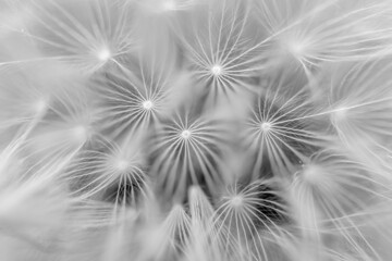 Black and white of dandelion puff ball. Geometric design in nature
