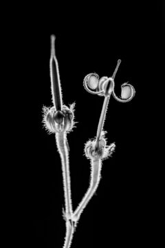 Black and white of the seeds  of the wildflower Erodium gruinum, Long-beaked stork's bill found in Israel
