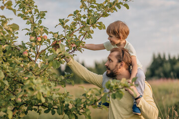 Family, father and son in village mischief pluck eat apple from tree.