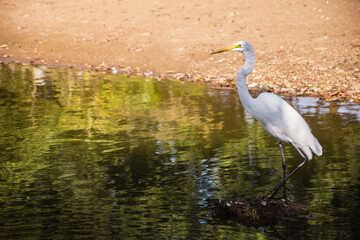 Great egret, Ardea alba