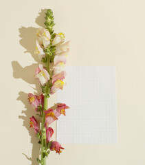 Snapdragon flowers with a message on a beige background. Copy space for a note or a message. Floral creative design.