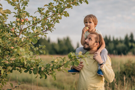 Father and son in field in village mischief bite apple from tree.