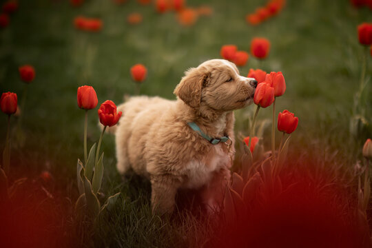 a puppy in a flower field