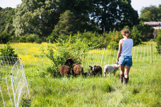 Young female farmer with sheep outside in summer on New England farm