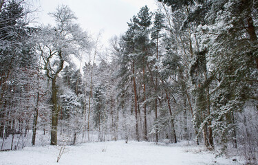 Winter white weather in the forest landscape  -  snow in the woodland and by the lake.