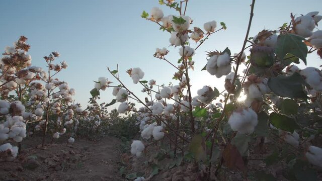 Cotton Field, Boll Ready For Harvest