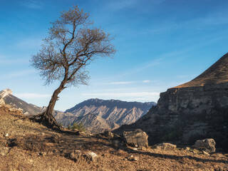 Lonely tree nearby on the cliff. The Gunib plateau in Dagestan. Lonely tree growing on top of the cliff. Green tree growing on top of the rock