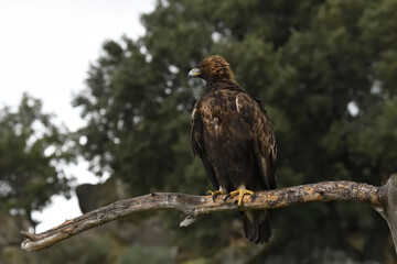 Aquila reale