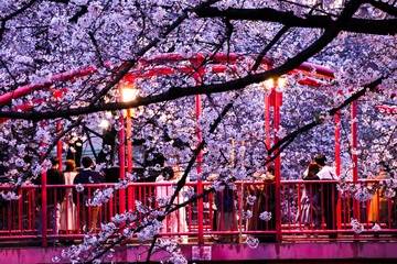 目黒川中の橋で満開の夜桜を見る人々