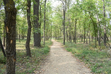Forest Trail