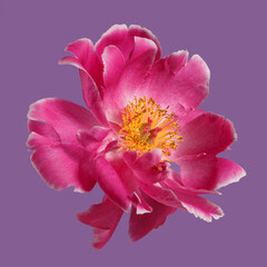 Peony pink color isolated on a violet background.