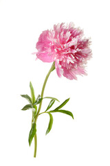Pink peony flower  isolated on white background.