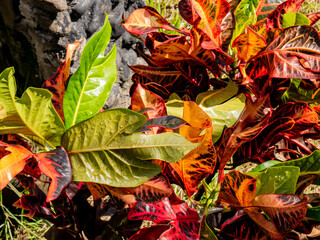 colorful ornamental plant leaves with dewdrops
