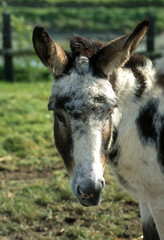 Fototapeta premium Ane, Equus asinus